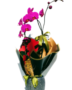 Harbin Desenli Vazoda Pembe Eğimli Orkide