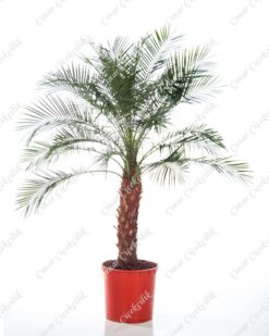 Fenix Rubbelini Saksı Çiçeği C-SAK154