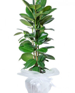 Ficus Robusta Saksı Çiçeği