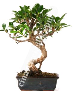Ficus Bonzai Ağaç (25-30cm)