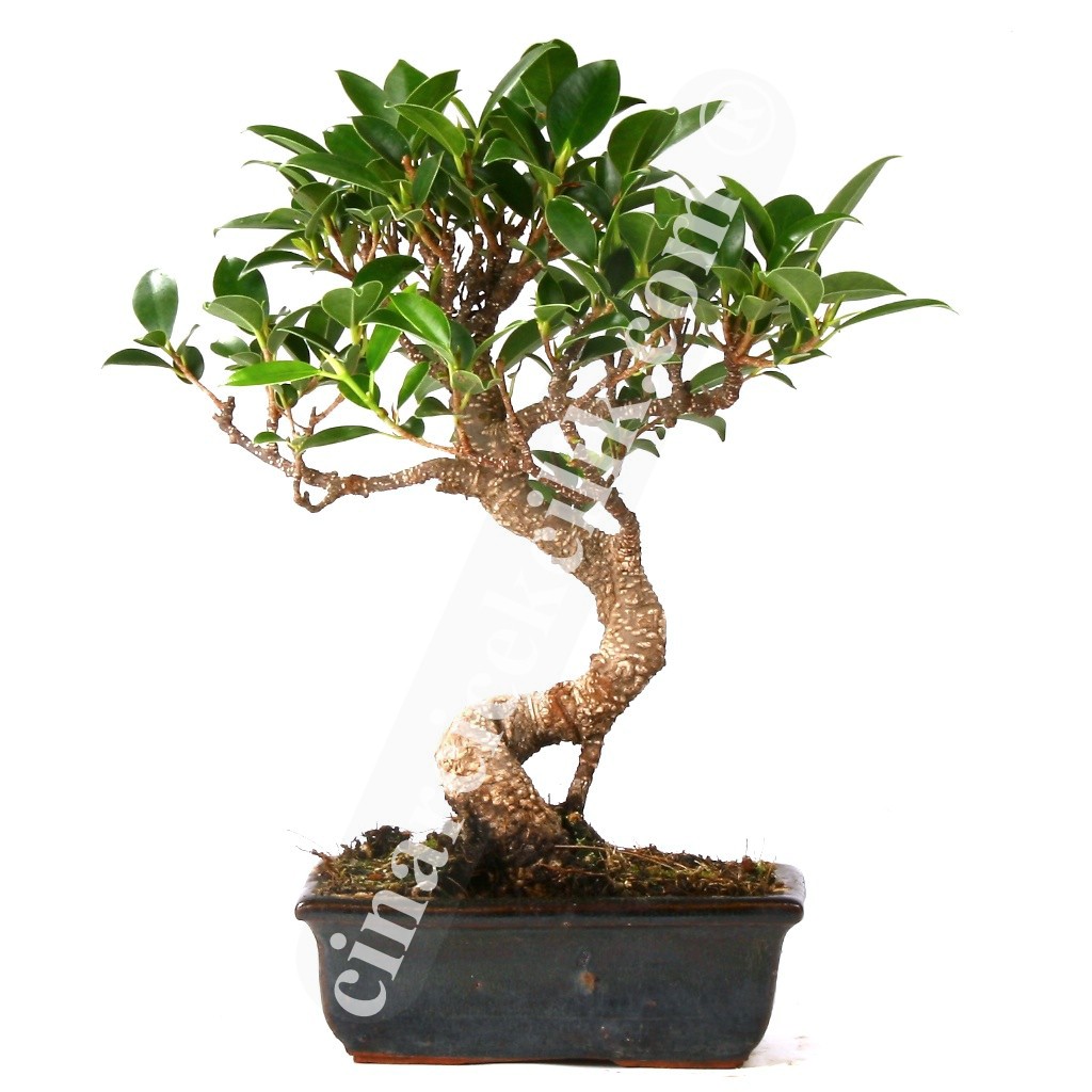 Ficus Bonzai Ağaç (25-30cm)