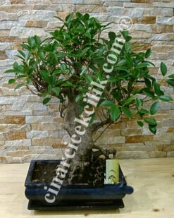 Ficus Bonsai Kare Saksı