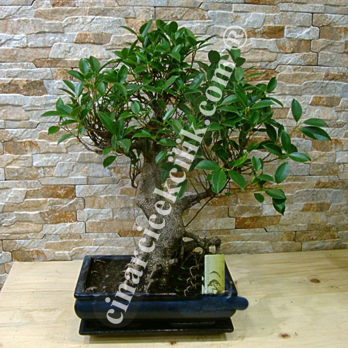Ficus Bonsai Kare Saksı