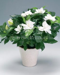 Büyük Gardenya C-GAR104