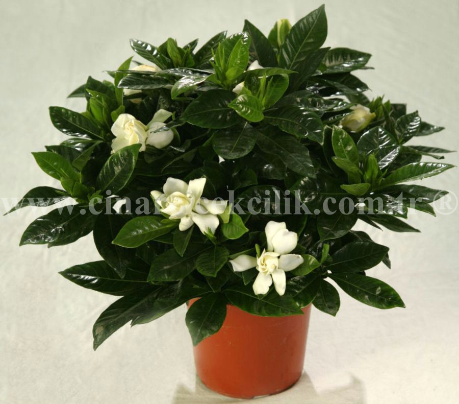 Beyaz Kokulu Gardenya C-GAR109