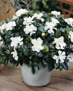 Kokulu Gardenya Çiçeği C-GAR101