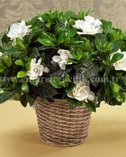 Aynı Gün Hızlı Teslimat'' Eşsiz Kokulu Gardenya C-GAR106