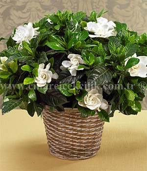 Aynı Gün Hızlı Teslimat'' Eşsiz Kokulu Gardenya C-GAR106