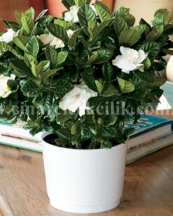 Sevginin Kokusu Gardenya Çiçeği C-GAR107