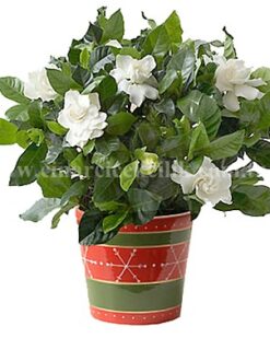 Güzel Kokulu Gardenya Çiçeği C-GAR105