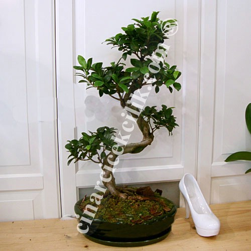 Ginseng Bonsai Ağacı (55 cm)