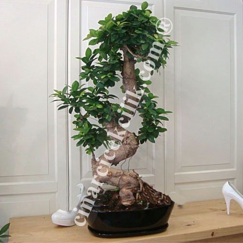 Ginseng Bonsai Ağaç (90 cm)
