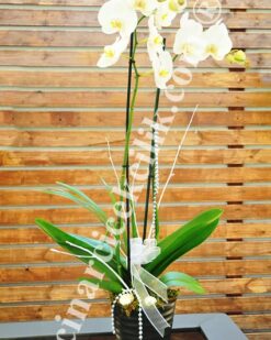 Çiftli Beyaz Love Orkide C-OR159