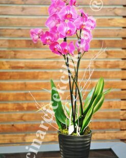 Çiftli Mor Romantik Orkide C-OR156