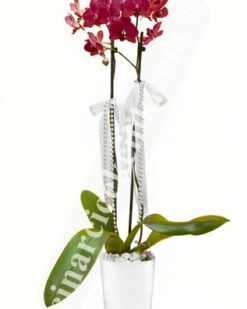 Çiftli Pembe Sevgiliye Orkide C-OR160