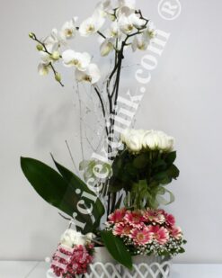 İki Kök Beyaz Orkide Çiçeği Beyaz Gül C-OR138