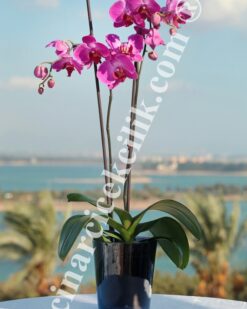 İkili Pembe Orkide C-OR151