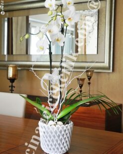 İkili Beyaz Orkide Çiçeği C-OR146