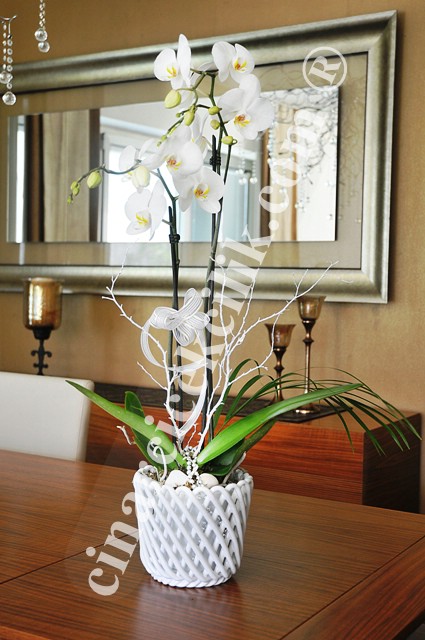 İkili Beyaz Orkide Çiçeği C-OR146