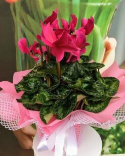 Siklamen Tavşankulağı