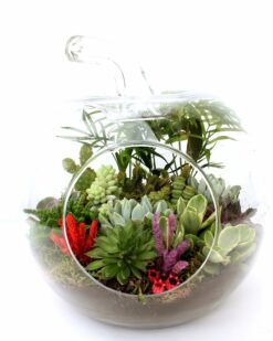 Özel Hazırlanmış Aşk Teraryum