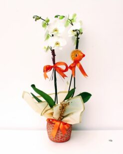 Ellia Dekoratif vazoda İkili Beyaz Orkide