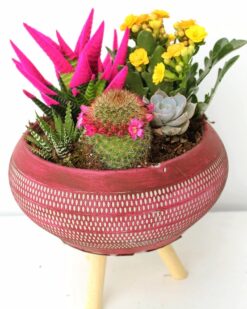 Darlington Dekoratif Ayaklı Vazo Kaktüs ve Kalancuha (Pembe)