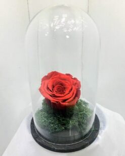 solmayan kırmızı gül aşkın rengi