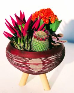 Bradley Desenli Vazoda Teraryum (Kırmızı Kalancuha)