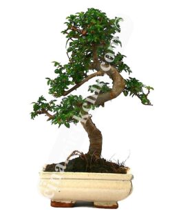 Çin Örmesi Bonsai Ağaç (25- 30)