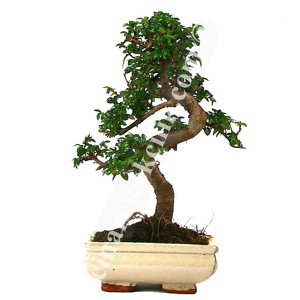 Çin Örmesi Bonsai Ağaç (25- 30)
