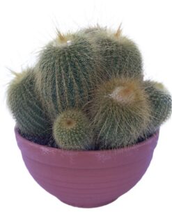 İnci Serisi, Love Canlı Kaktüs