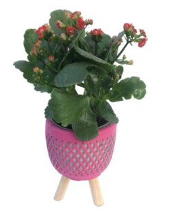 Mariano Desenli Vazoda Beyaz Kalancuha Çiçeği