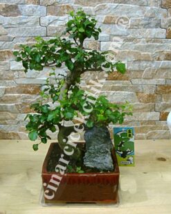 Kare Saksıda Kayalı Bonsai