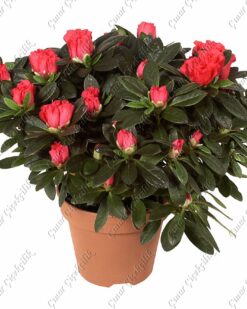 Karmen Pembesi Açelya