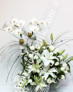 İki Köklü Beyaz Orkide Çiçeği C-OR134