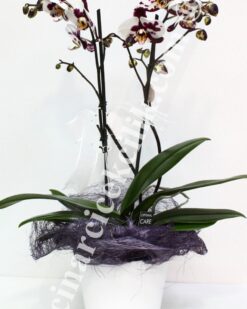 Pembe Kırçıllı İkili Orkide C-OR145