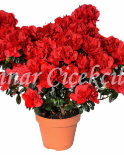 Mutluluk Ateşi Kırmızı Açelya