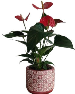 Haly Antorium Dekoratif Vazoda