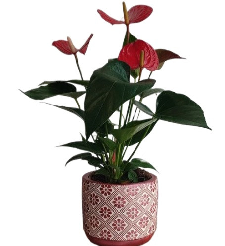 Haly Antorium Dekoratif Vazoda