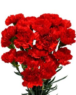Kadınlar Günü 30 Kırmızı Karanfil - Zarif ve Anlamlı Çiçek Hediyesi