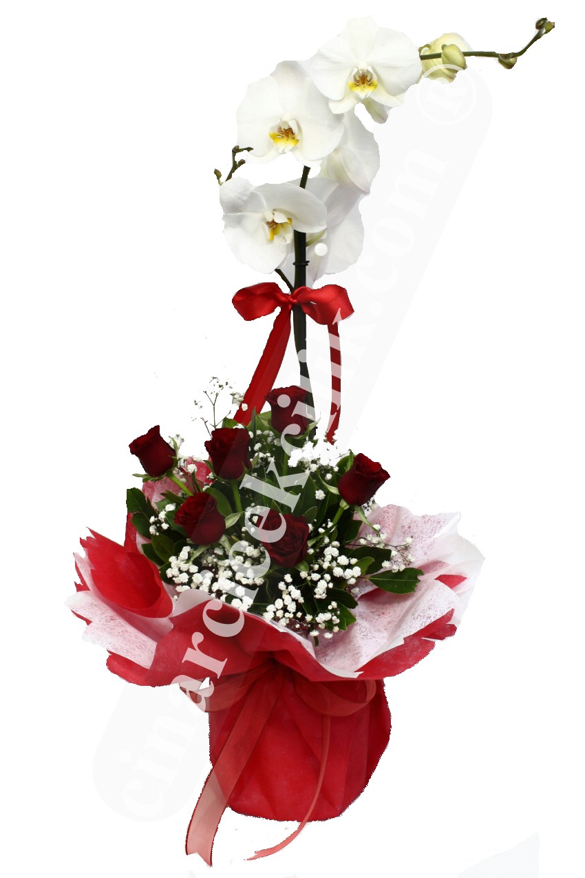 Kırmızı Gül Tekli Orkide C-OR131