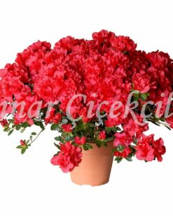 Koyu Pembe Açelya C-SAK107