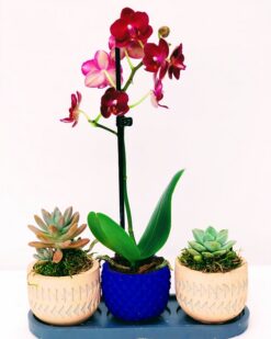 NEVON Desenli Vazoda Orkide 3lü Saksı Çiçeği