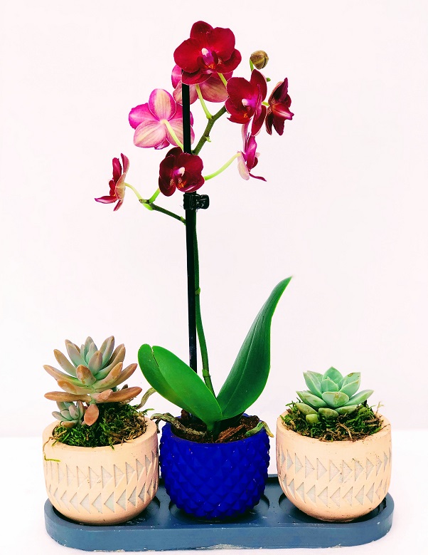 NEVON Desenli Vazoda Orkide 3lü Saksı Çiçeği
