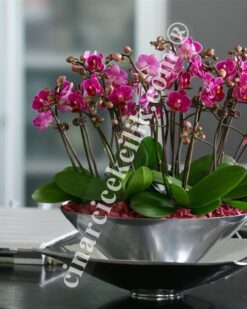 Sekiz Köklü Pembe Lüx Orkide C-OR150