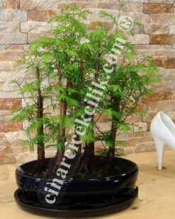 Larix Bonsai Beşli
