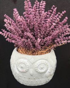 Mutluluk Prensi C-SER116