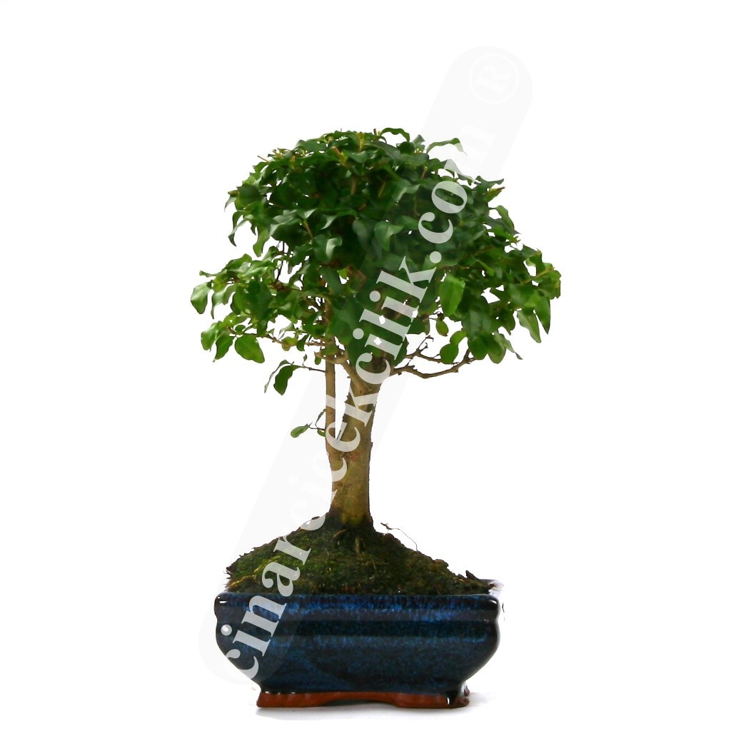 Ligustrum Bonsai Ağaç (Orta Boy)