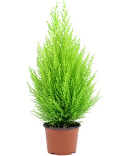 Limon Servi Çam Agacı Kaliteli Bir Hediye